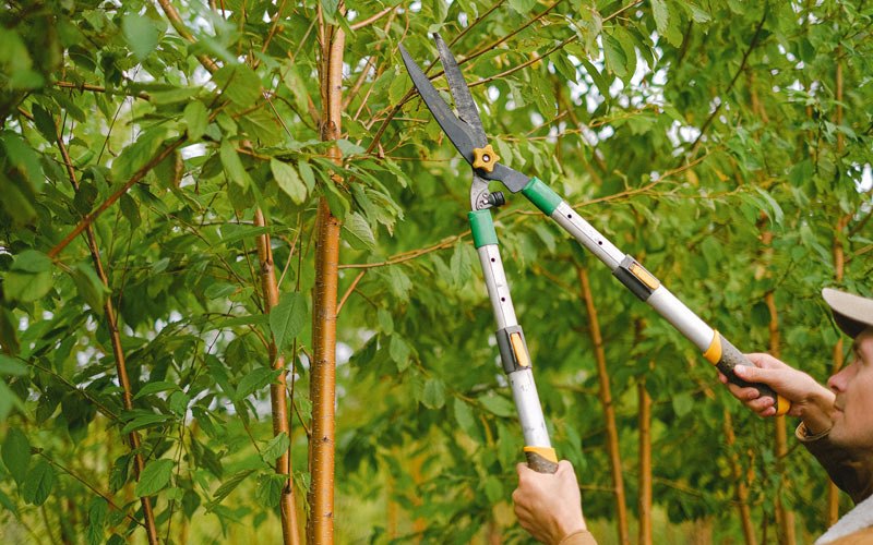Tree trimming in Blooming Grove, NY